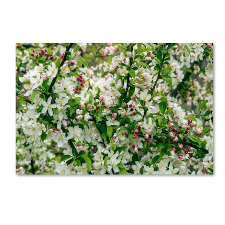 Kurt Shaffer 'Apple Blossoms' Canvas Art,12x19
